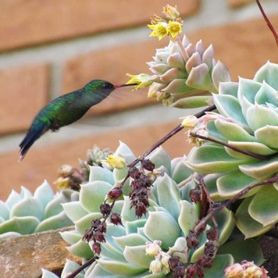 Beija-Flor